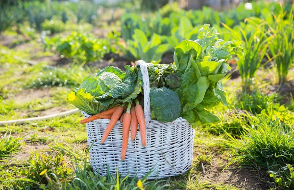 Unrecognizable female farmer holding crate full of freshly harvested vegetables in her garden. Homegrown bio produce concept. Sustainable living